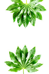 Pattern of exotic plant's leafs on white background top view copyspace