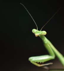 Praying Mantis 