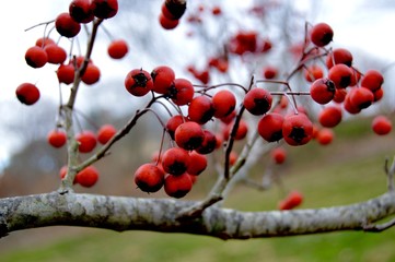 Fototapeta na wymiar Fall Berries