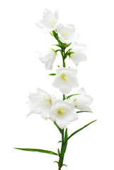 Obraz premium White bell flowers isolated on white background. Flowerbeds, garden