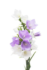 Fototapeta na wymiar Blue and white bell flowers isolated on white background. Flowerbeds, garden