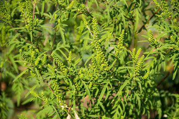 Ragweed plants