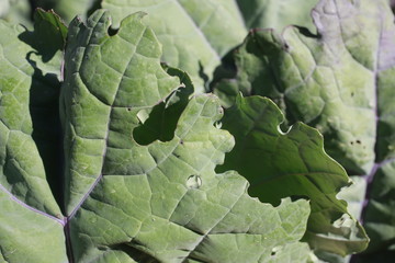 Kale for sale at the Farmers Market