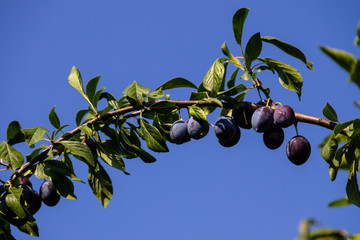 Ripe plums on a branch