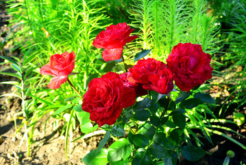 Flowers roses with drops in the garden on a lawn background. A lot of greenery and a flower bed. Landscape design. Nature