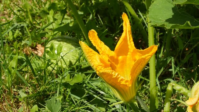 Green pumpkin and flower in the garden.