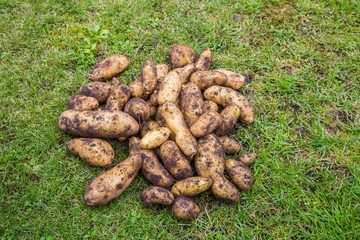 Fresh harvested potatoes