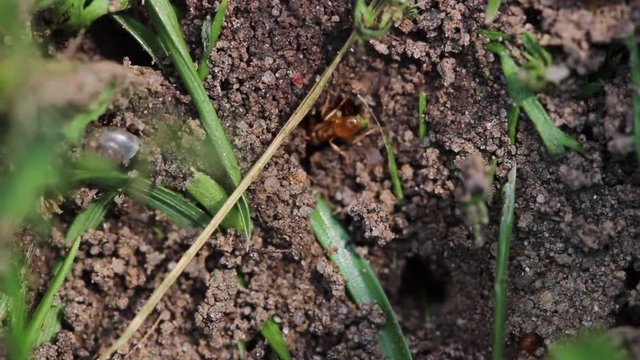 Lasius Flavus/ Gelbe Wiesenameise 2