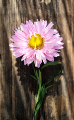 Flower on wooden table