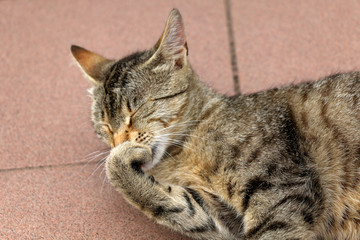 Brown tabby cat lying on the floor, trying to sleep. Close-up, selective focus. 
