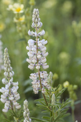 An upstanding example of a beautiful Longspur Lupine flower stalk in its natural setting