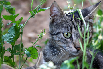 Naklejka na ściany i meble Tabby cat hiding in the garden. Selective focus. 