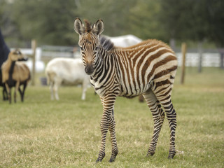 Fototapeta na wymiar 6 week old Gray's Zebra foal with sheep