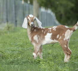 Obraz premium Nubian Goat kid