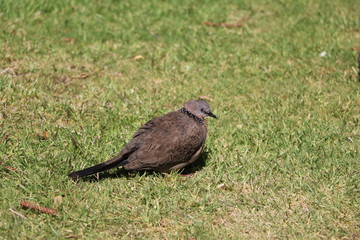 Dove Spilopelia chinensis sitting on the green meadow in Western Australia