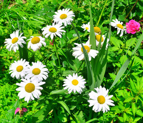 Flowers curative white daisy on a background in the garden on the flowerbeds