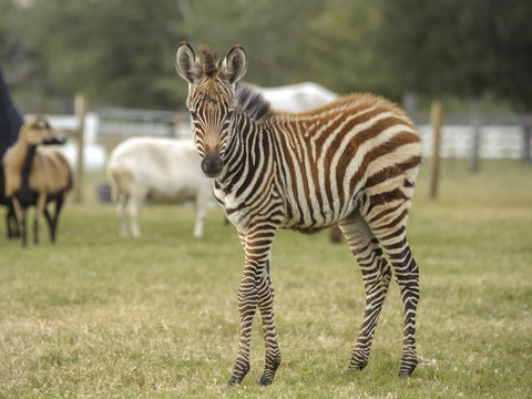 6 week old Gray's Zebra foal with sheep