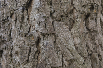 Tree bark texture