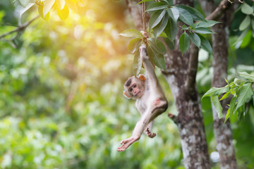 Teenager monkey hanging on tree by hand   .looking at photographer..Habitat of monkey family,Northern pig-tailed macaque ( Macaca leonina ) ,Khao Yai national .park,Thailand.