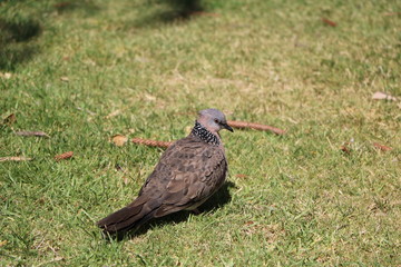 Spilopelia chinensis dove in Western Australia
