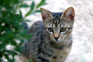 Obraz premium Tabby kitten hiding in the garden. Selective focus. 
