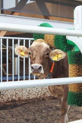 Kuh vor ihrem Stall in Waschanlage mit rotiernden Bürsten