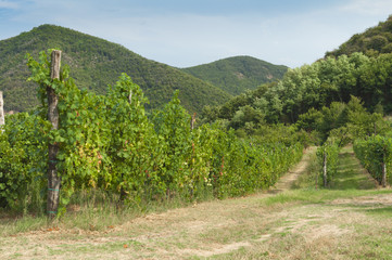 Fototapeta na wymiar View of vineyards from Euganean hills, Italy during summer