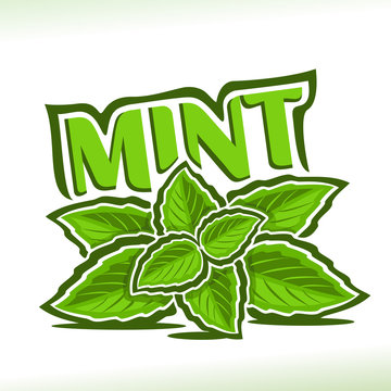 Vector logo for Mint herb, label with green leaves of peppermint, sprig of fresh spearmint, icon with title text - mint for natural products with menthol flavor, twig of mints herbal garnish on white.
