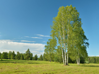 Obraz premium the natural landscape in the summer.