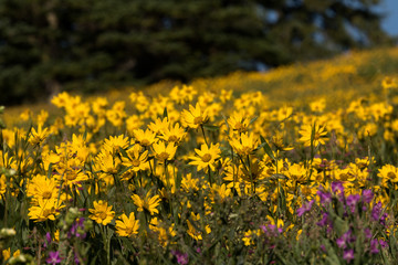 Wildflowers