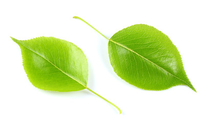 Obraz premium green leaf of pear isolated on white background