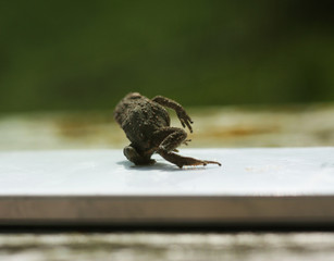 Juvenile Toad in long dry yellow grass stalks Toad Common Toad Bufo bufo
