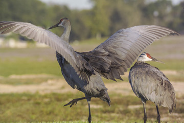 Sandhill Cranes on Florida golf course