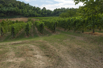 Fototapeta na wymiar View of Prosecco vineyards from Euganean hills, Italy during summer