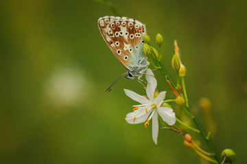 Motyl modraszek © Grzegorz