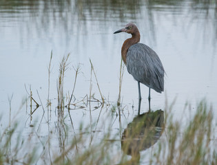 Reddish Egret at Black Point Wildlife Drive, Merritt Island NWR