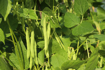 Beans growing in garden. Homegrown organic food, beans ripening in garden.