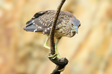 The black-crowned night heron (Nycticorax nycticorax), commonly night heron, young birds on the branch with yellow background