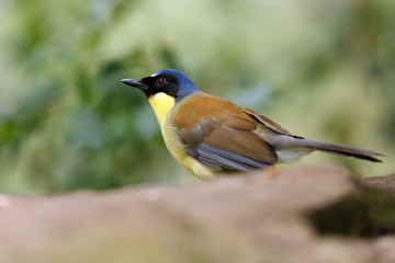 The blue-crowned laughingthrush or Courtois's laughingbird (Garrulax courtoisi) sitting on the stone