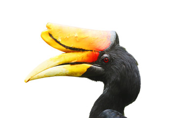 The rhinoceros hornbill (Buceros rhinoceros), isolated portrait