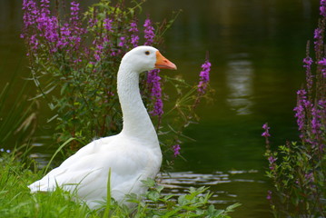 weiße Gans