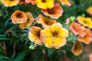 Yellow and orange petunia flowers