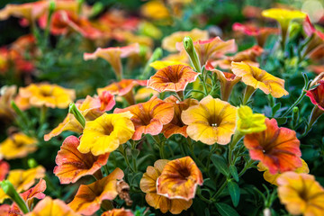 Yellow and orange petunia flowers