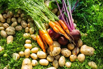 Carrots, beets, potatoes. Natural background of fresh vegetables. Selective focus. Horizontal.
