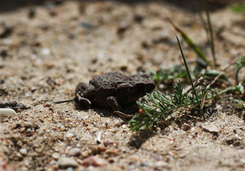 Juvenile Toad in long dry yellow grass stalks Toad Common Toad Bufo bufo