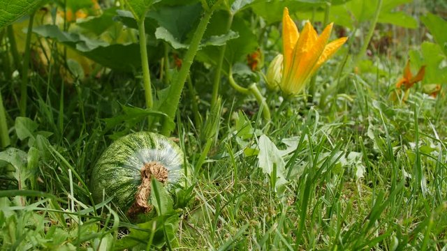 Green pumpkin and flower in the garden.