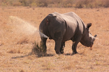 Rhino peeing