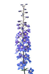 Fototapeta na wymiar Beautiful blue dolphinium flower isolated on white background