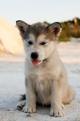 Puppy Alaskan Malamute