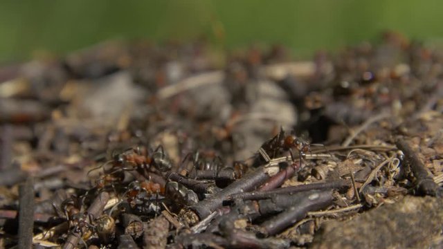 Close-up wild ants swarming around their anthills. Anthill in the forest among the dry leaves.Insects working emmet running around near the hole in the ground,macro anthill. Ant in ant hill colony